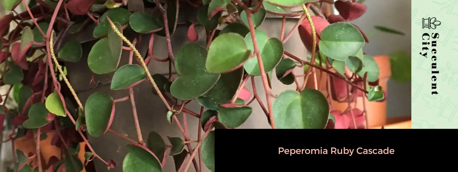 Cascada de Peperomia Rubí