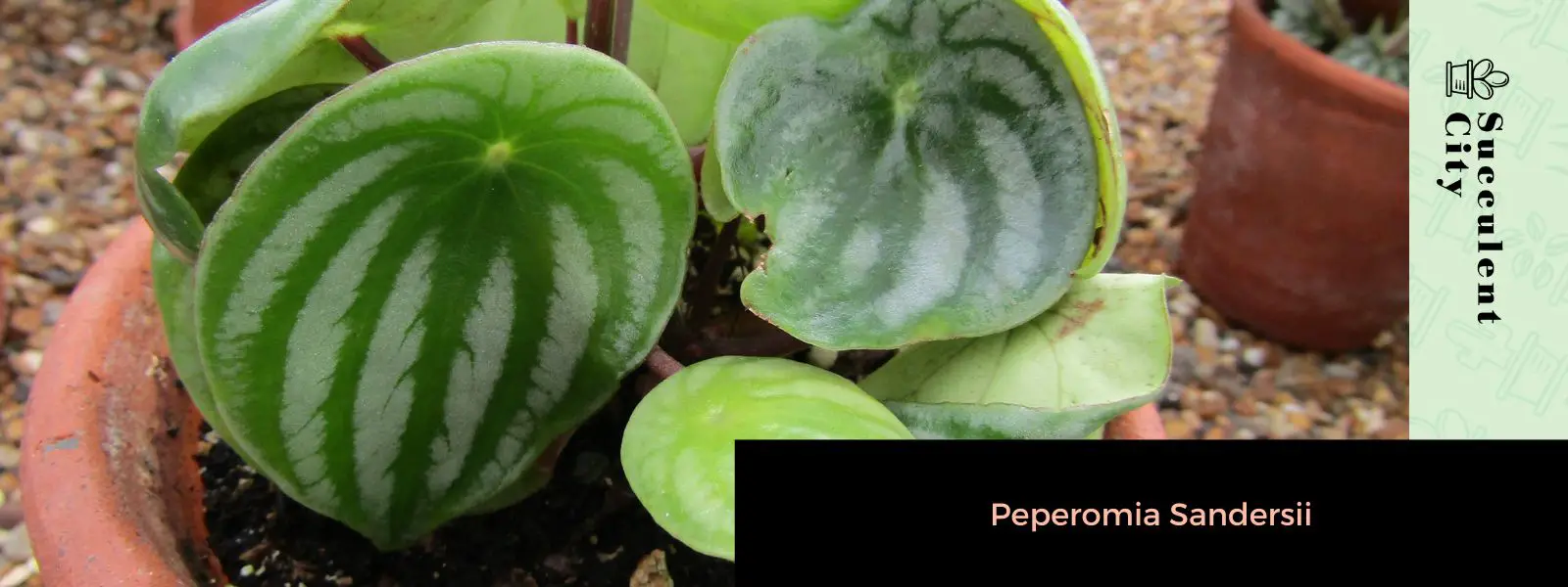 Peperomia Sandersii Peperomia Sandersii