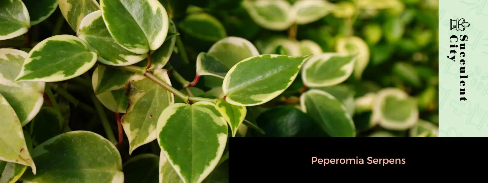 Peperomia serpientes