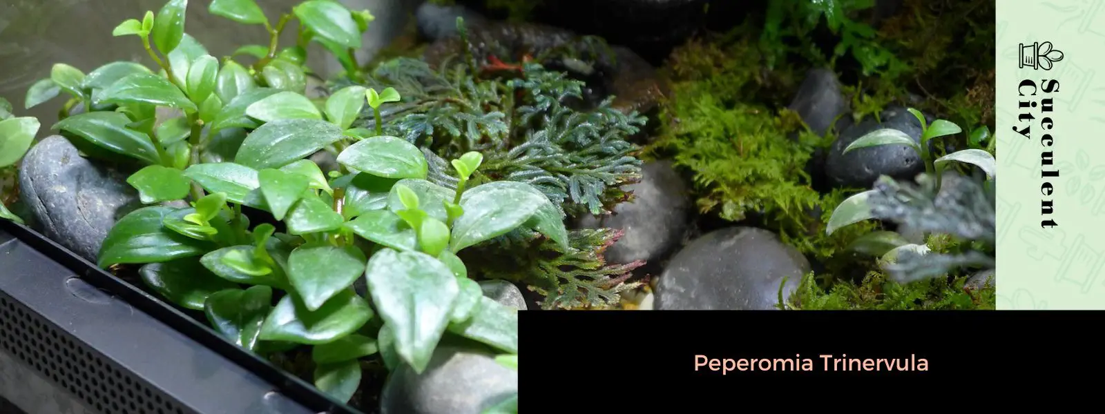 Peperomia trinervula Peperomia trinervula