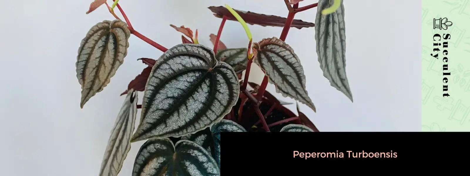 Peperomia turboensis Peperomia turboensis