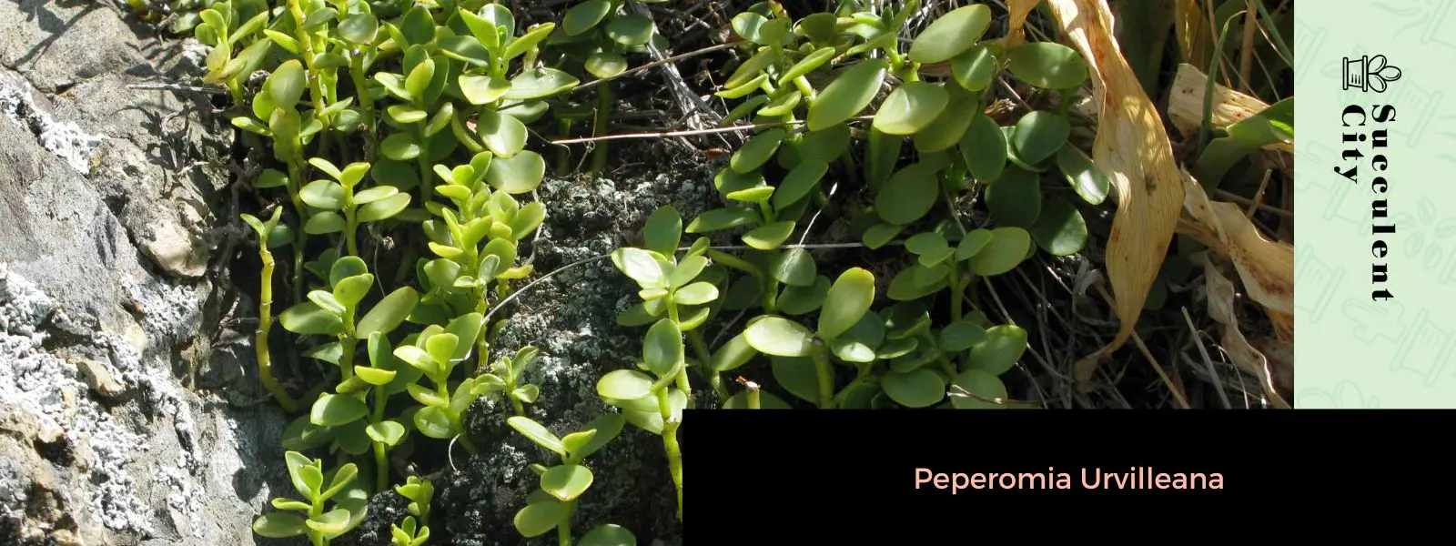 Peperomia Urvilleana