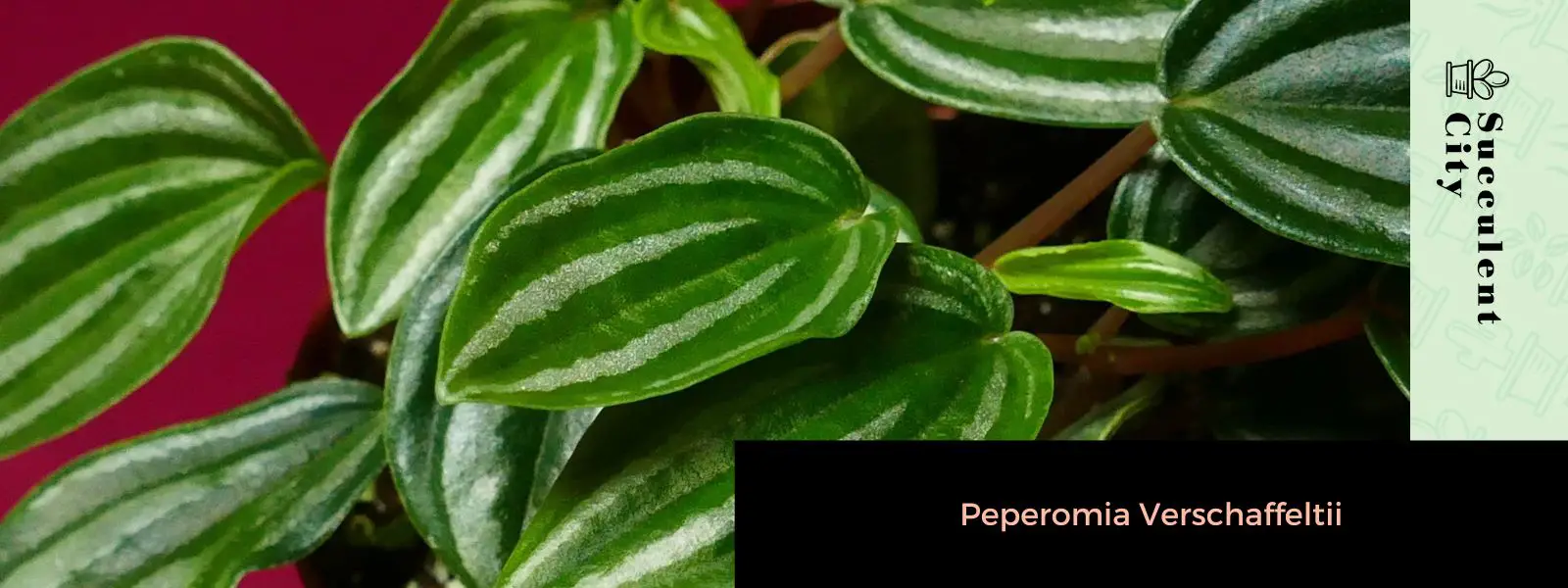 Peperomia Verschaffeltii (La Peperomia de sandía enana) Peperomia Verschaffeltii (La Peperomia de sandía enana)