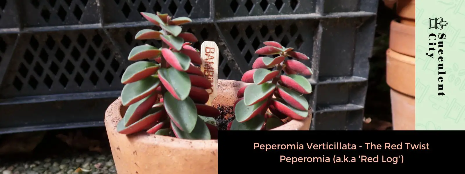 Peperomia Verticillata – La Peperomia Red Twist (también conocida como “Red Log”)