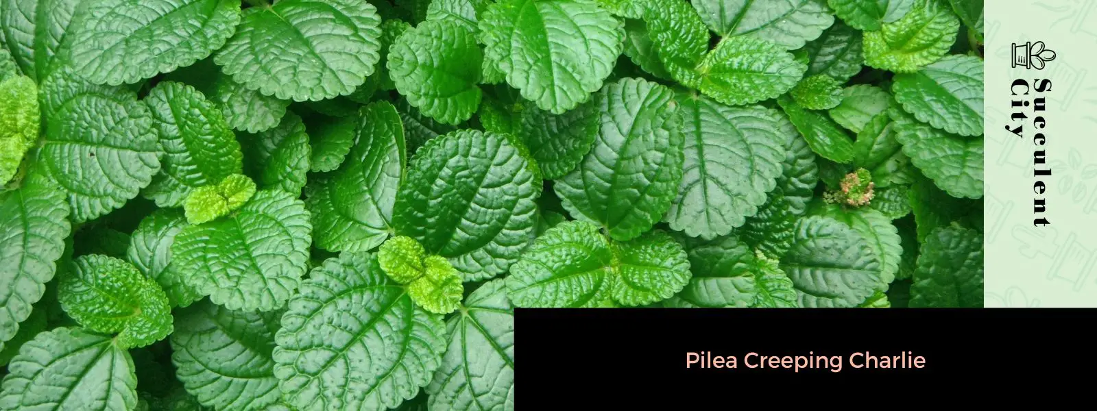 Pilea arrastrándose charlie