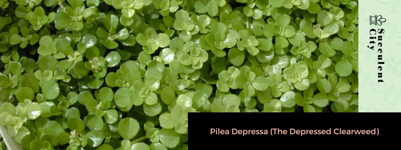 Pilea Depressa (La hoja de arce depresiva) Pilea Depressa (La hoja de arce depresiva)