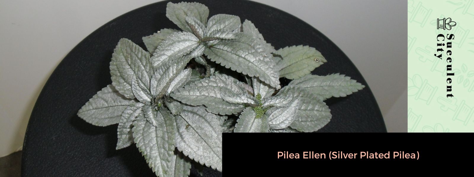 Pilea Ellen (Pilea plateada)