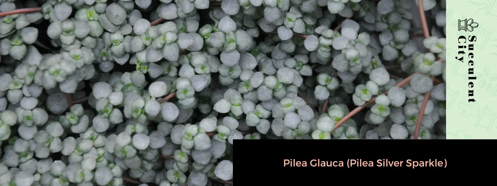 Pilea Glauca (Pilea Plata Brillo) Pilea Glauca (Pilea Plata Brillo)