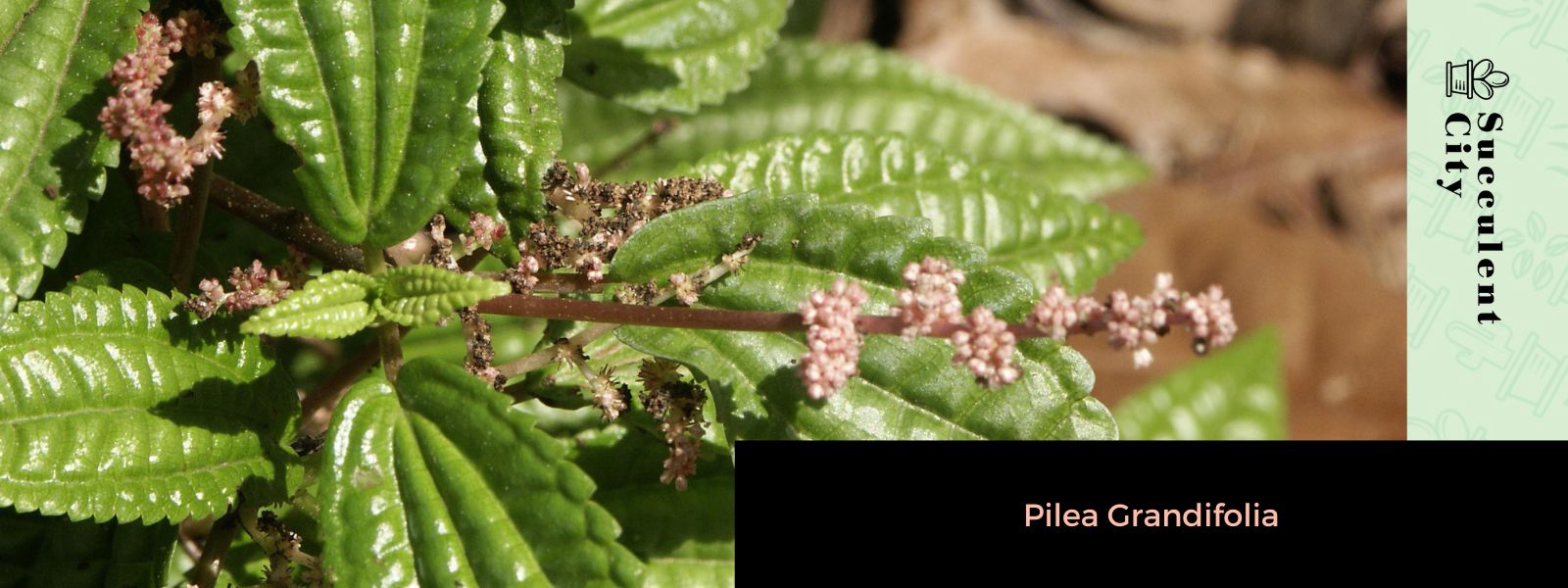 Pilea grandifolia