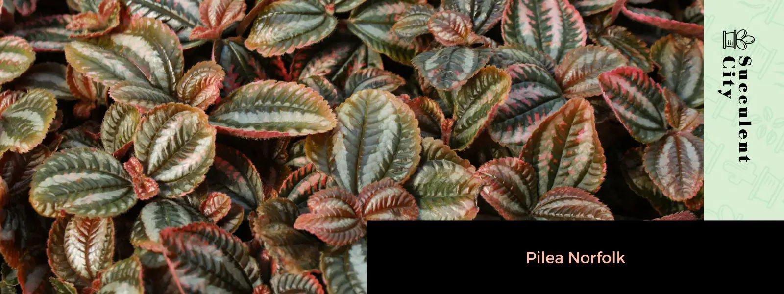 Pilea Norfolk Pilea Norfolk