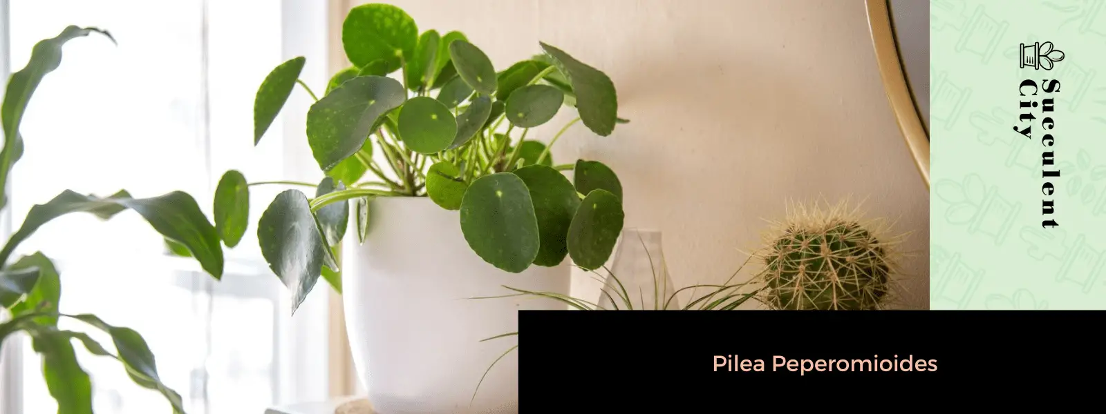 Pilea Peperomioides (planta del dinero china)