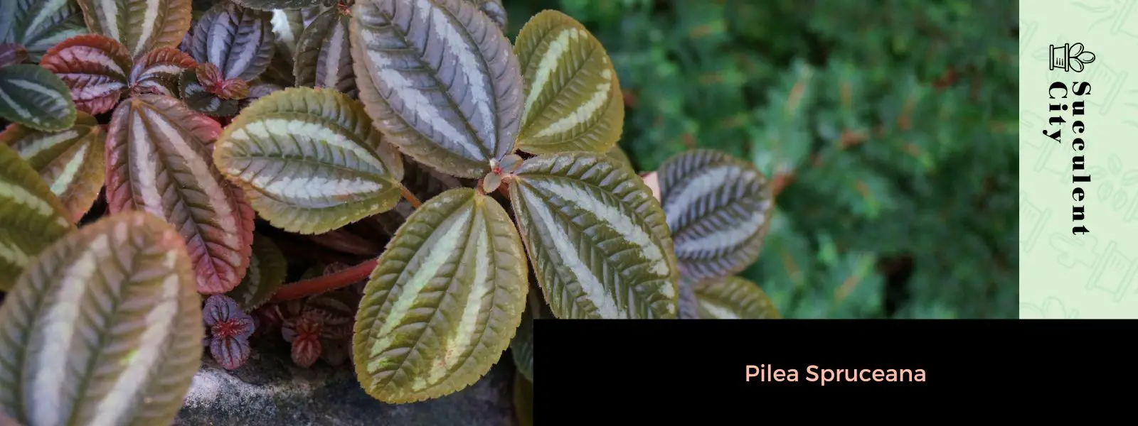Pilea Spruceana (La planta tricolor de la amistad)