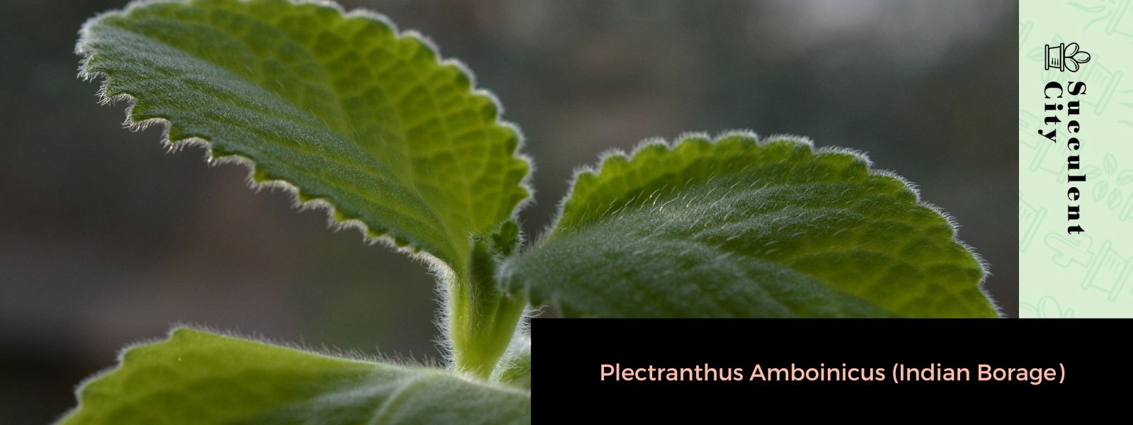 Plectranthus Amboinicus (borraja india)