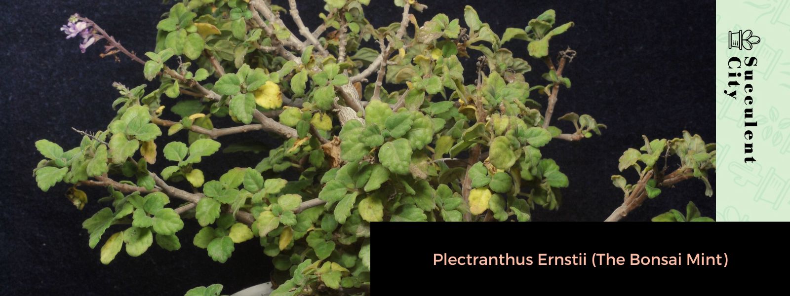 Plectranthus Ernstii (La menta del bonsái)