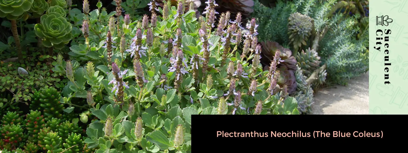 Plectranthus Neochilus (El Coleo Azul)