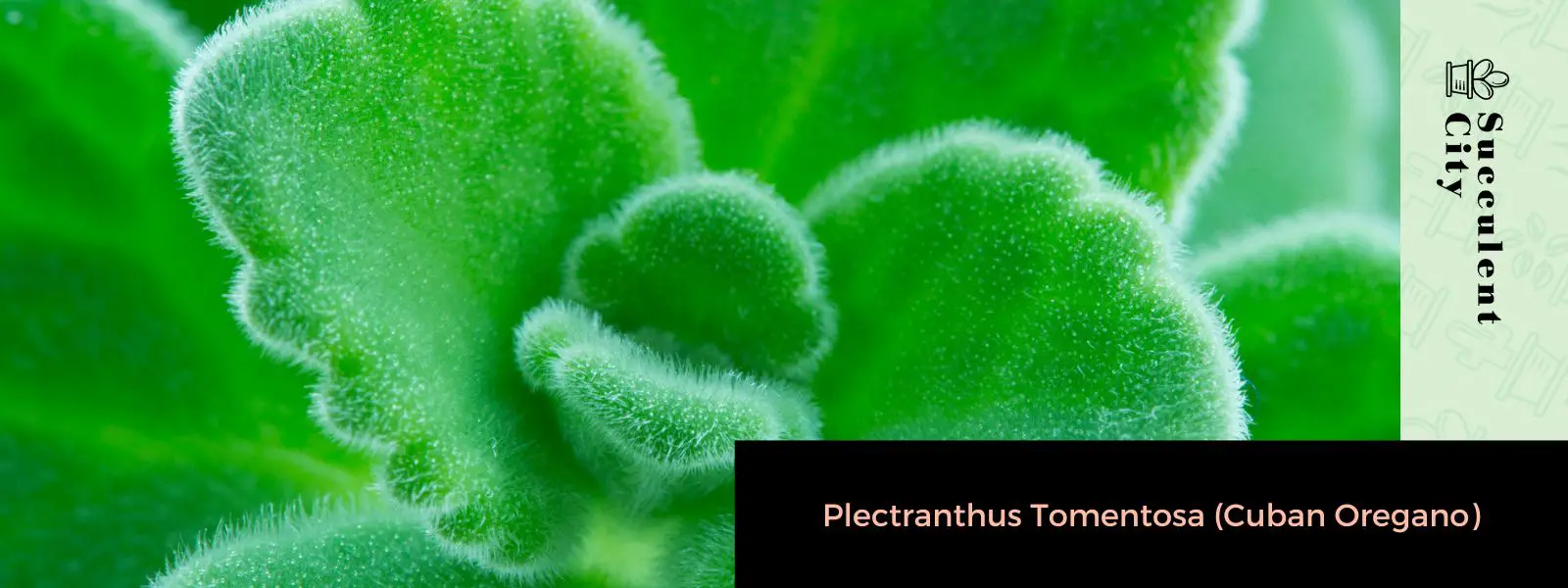 Plectranthus tomentosa (orégano cubano) Plectranthus tomentosa (orégano cubano)