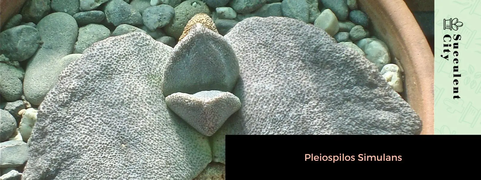 Pleiospilos simulans Pleiospilos simulans