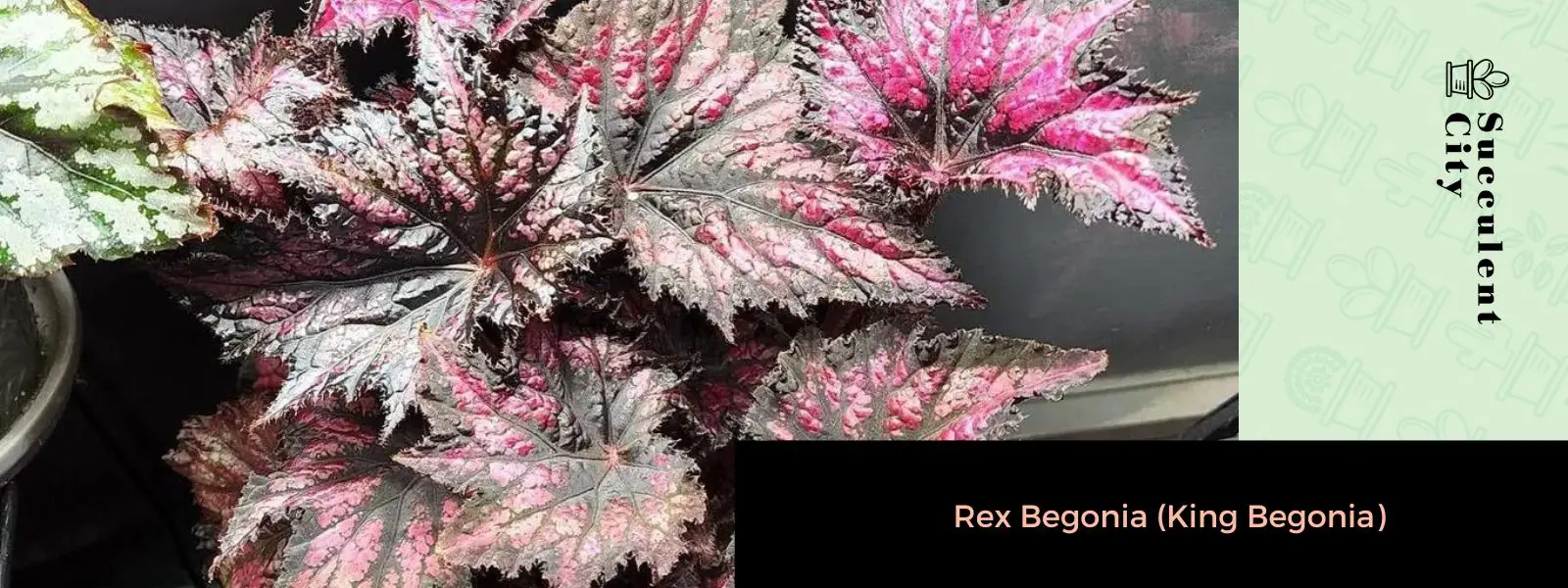Begonia rex (begonia rey)
