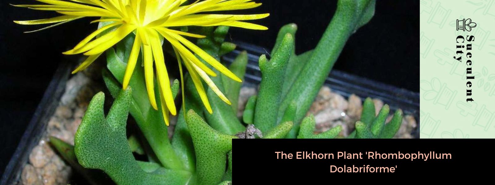 La planta de asta de alce “Rhombophyllum Dolabriforme”