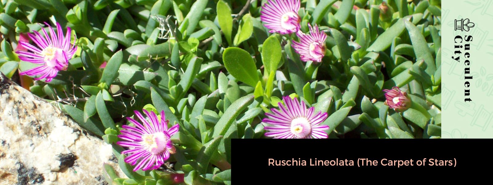 Ruschia Lineolata (La alfombra estrella)