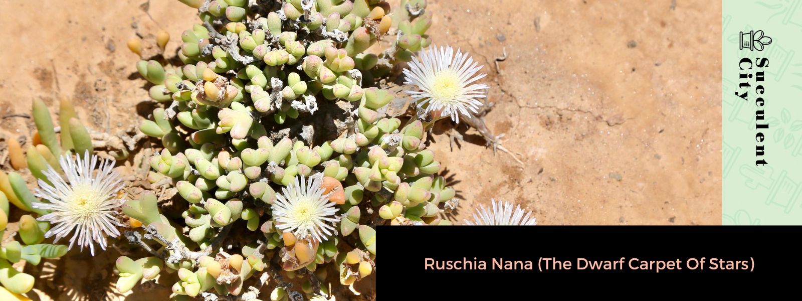 Ruschia Nana (La alfombra enana de las estrellas)