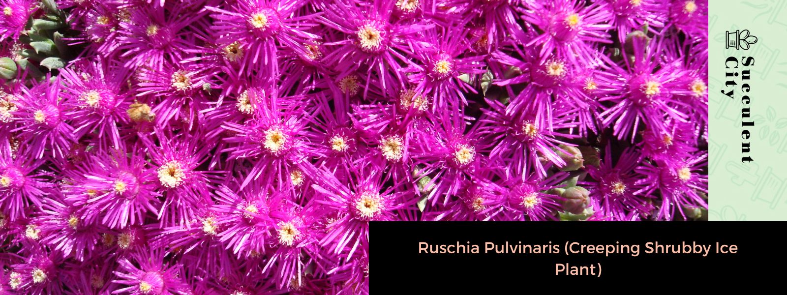 Ruschia Pulvinaris (planta de hielo arbustiva y rastrera)