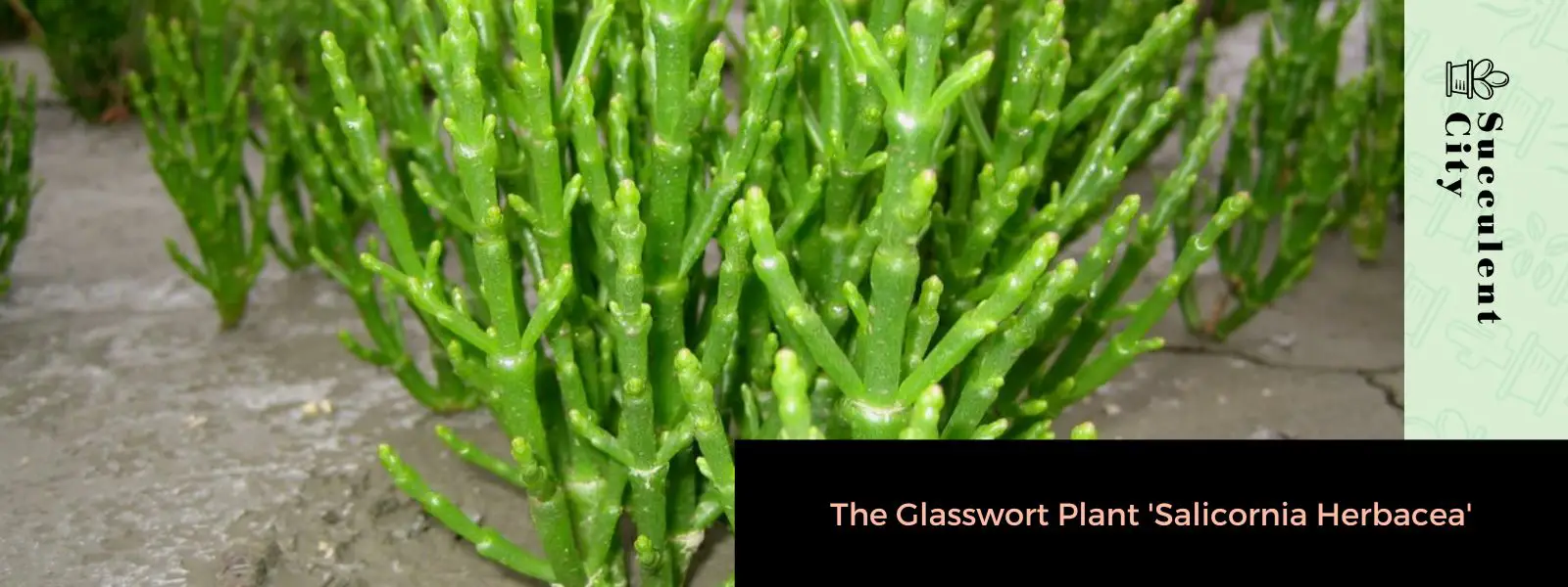 La planta samphire 'Salicornia Herbacea'