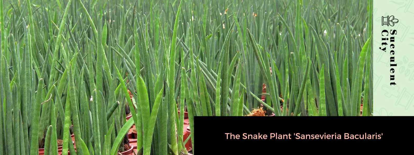 La planta serpiente 'Sansevieria Bacularis' La planta serpiente 'Sansevieria Bacularis'