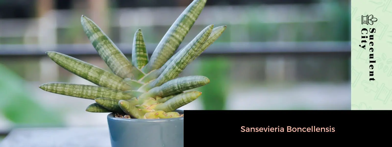 Sansevieria Boncellensis Sansevieria Boncellensis