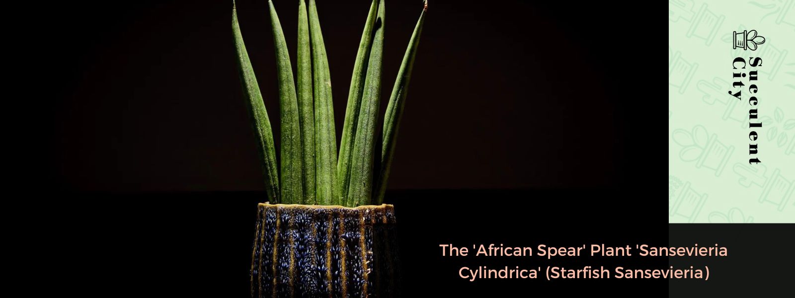 La planta “lanza africana” – Sansevieria Cylindrica (Estrella de mar Sansevieria)
