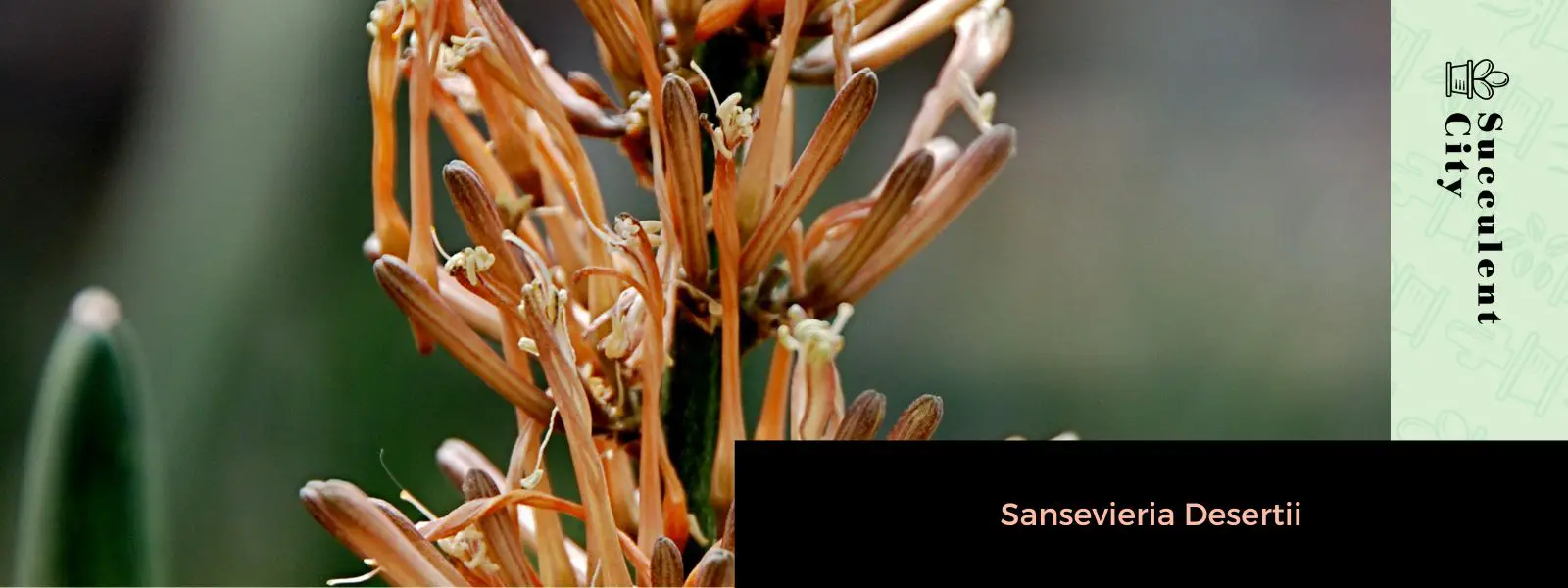 Sansevieria Desertii (La hierba rinoceronte)