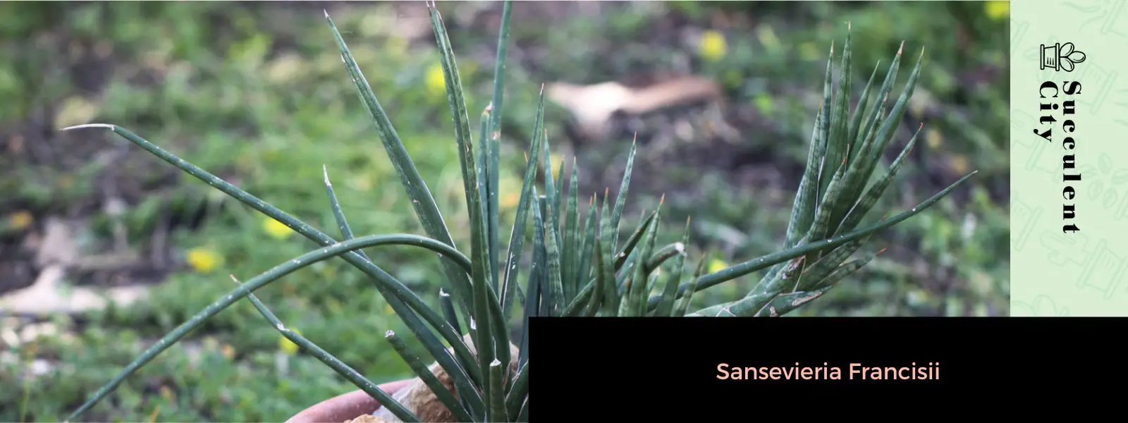 Sansevieria Francisii Sansevieria Francisii