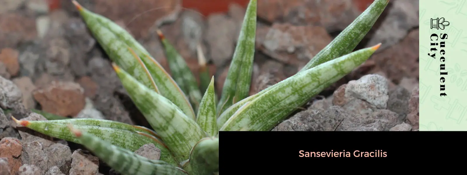 Sansevieria Gracilis Sansevieria Gracilis