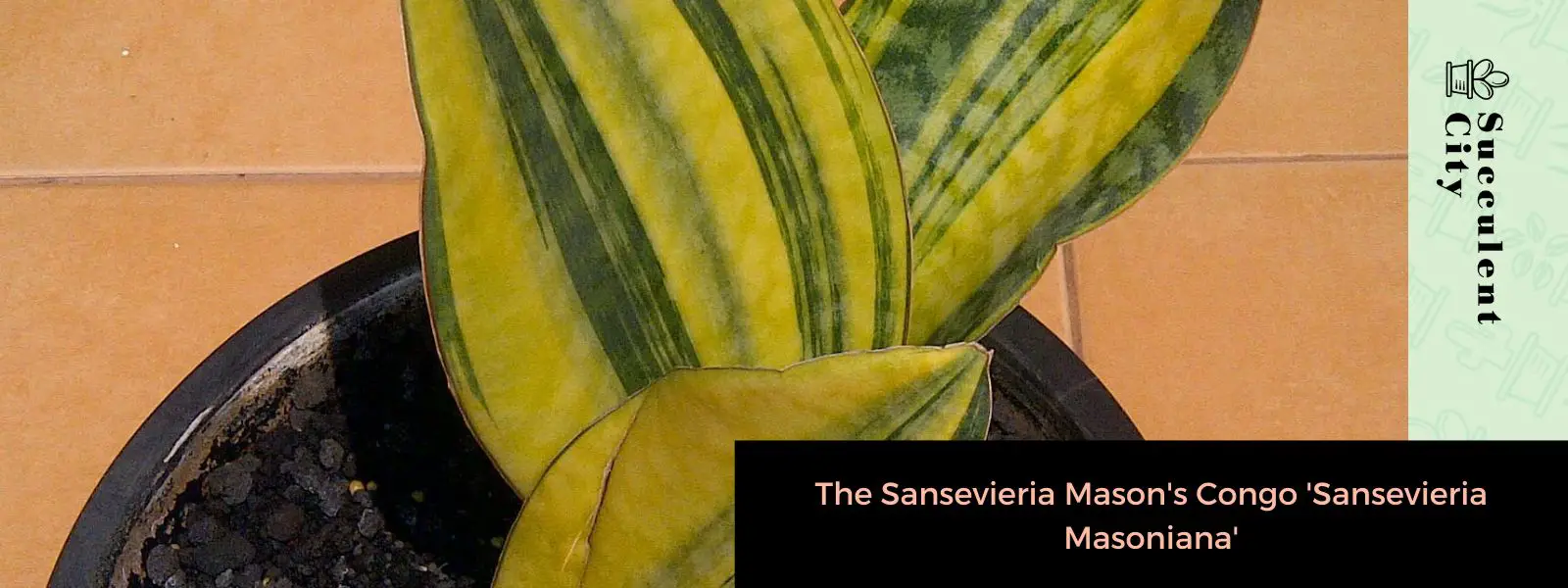 Sansevieria Masoniana Sansevieria Masoniana