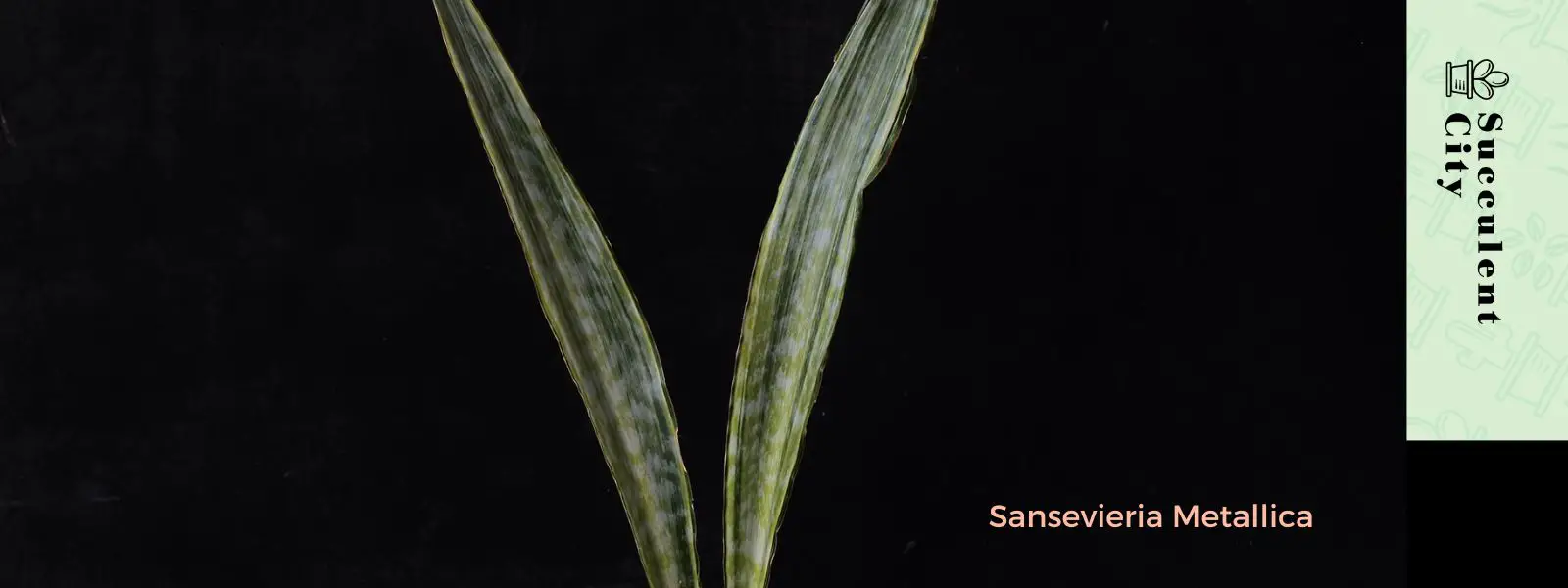 Sansevieria Metallica Sansevieria Metallica