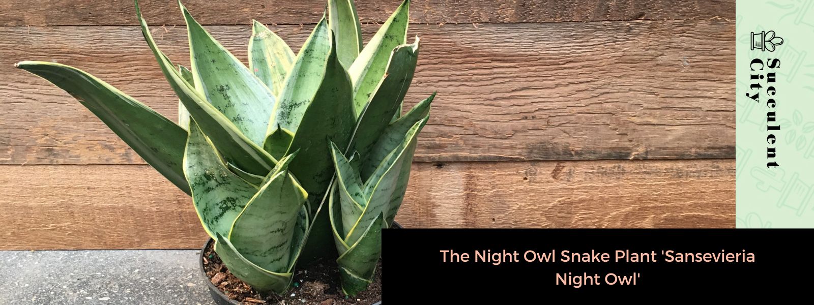 La planta serpiente noctámbulo 'Sansevieria Night Owl'
