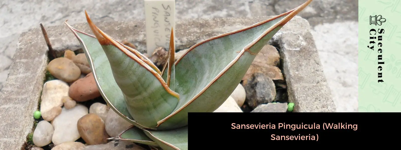Sansevieria Pinguicula (Sansevieria errante)
