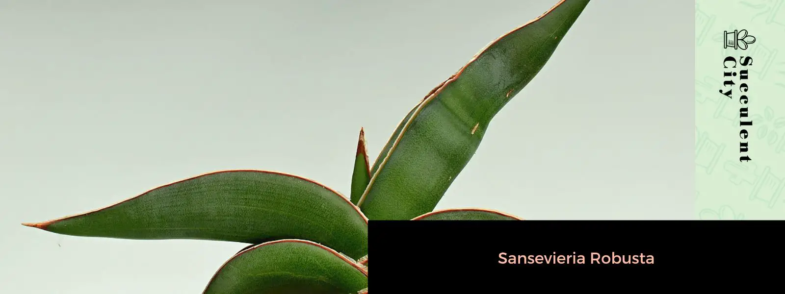 Sansevieria Robusta Sansevieria Robusta