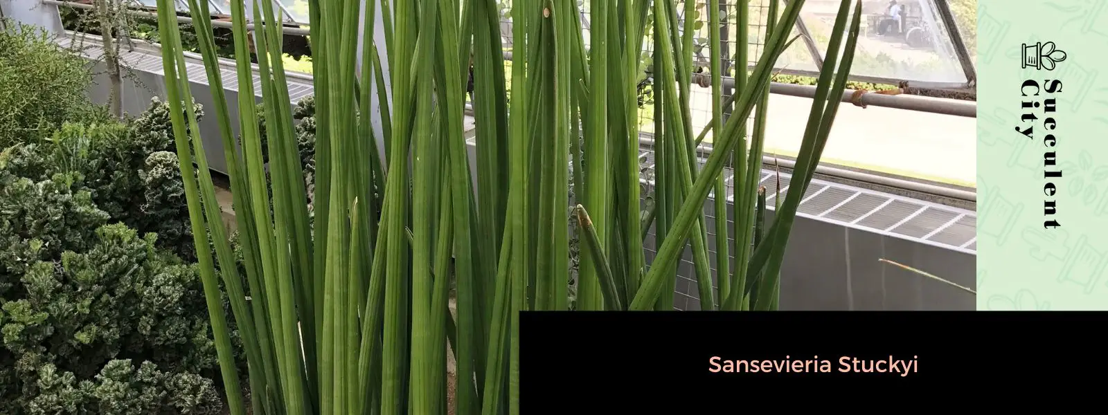 Sansevieria Stuckyi (planta de colmillo de elefante) Sansevieria Stuckyi (planta de colmillo de elefante)