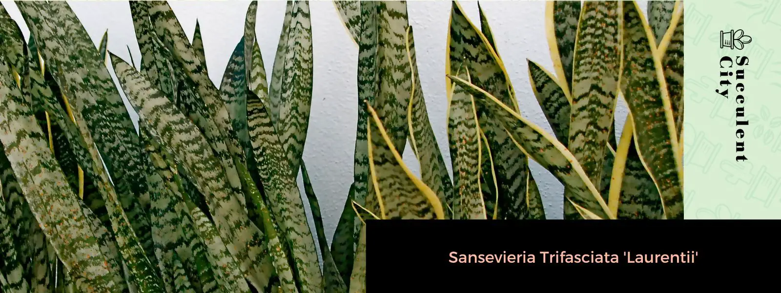 Sansevieria trifasciata 'Laurentii' Sansevieria trifasciata 'Laurentii'