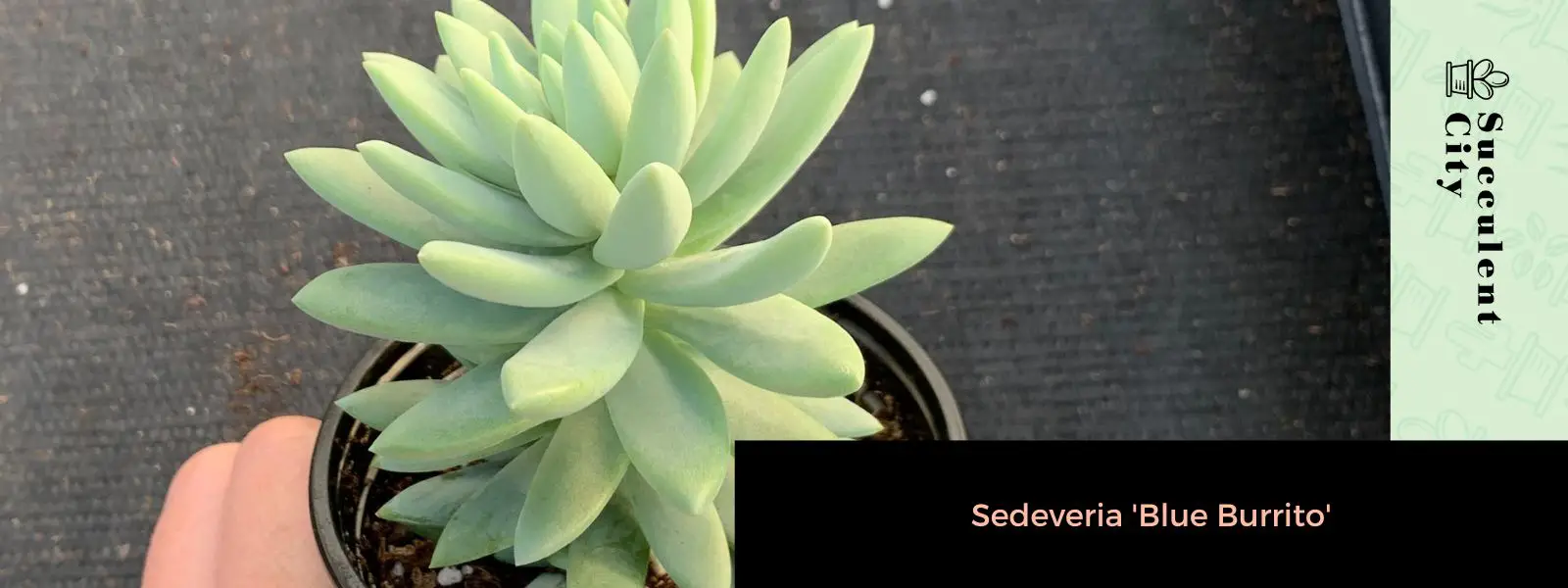 Sedevería 'Burrito Azul' Sedevería 'Burrito Azul'