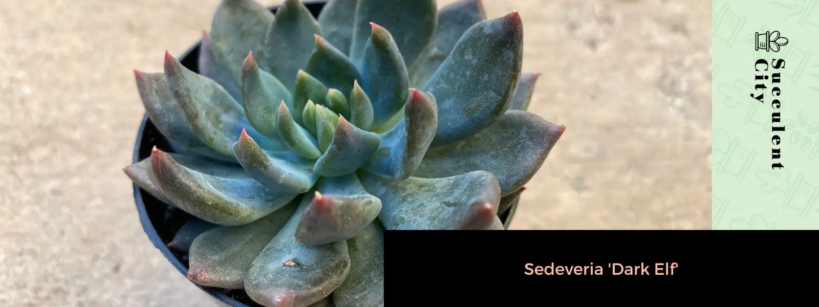 Sedeveria “Elfo Oscuro” Sedeveria “Elfo Oscuro”