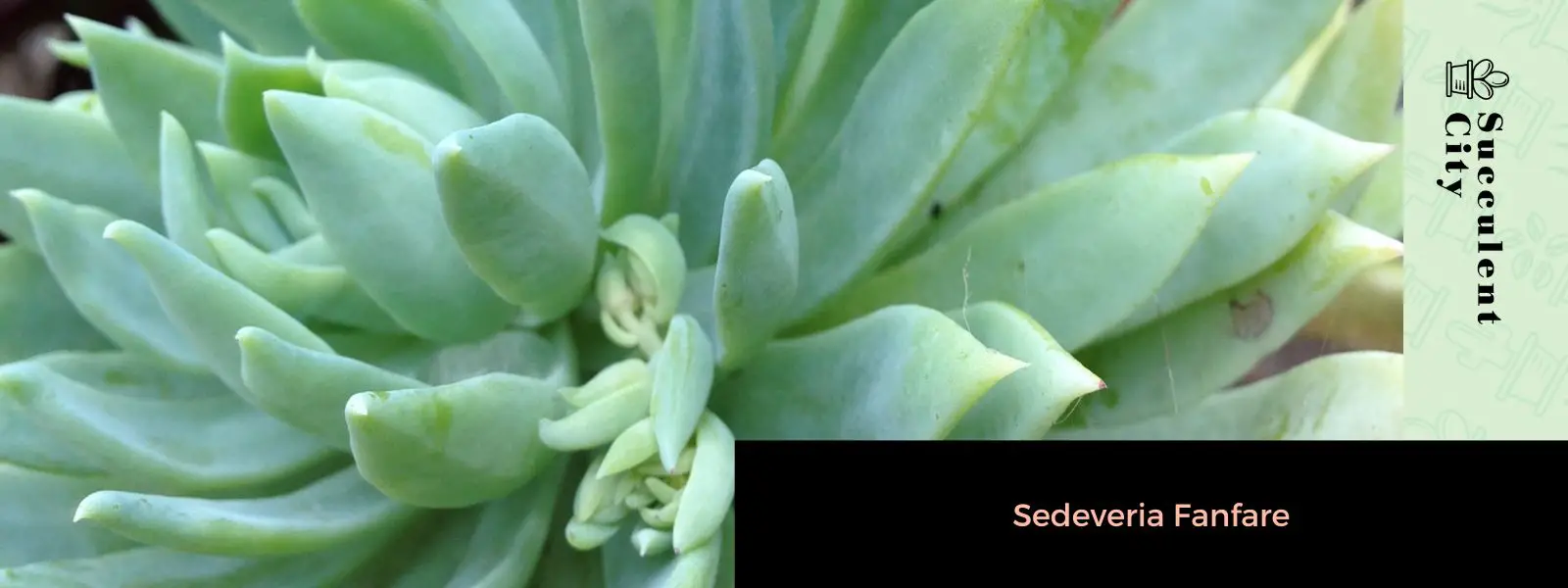 fanfarria de sedeveria fanfarria de sedeveria