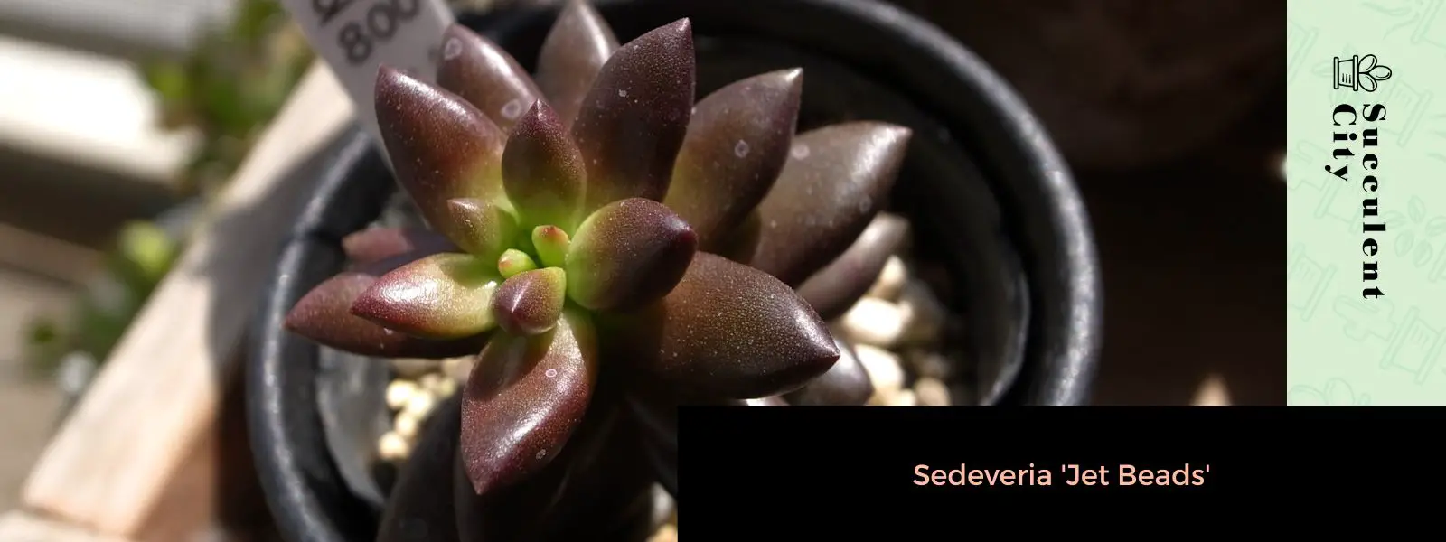 Sedeveria 'Jet Beads' Sedeveria 'Jet Beads'