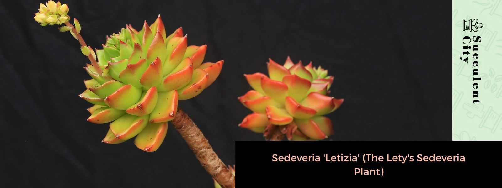 Sedeveria Letizia (La Planta Lety Sedeveria)