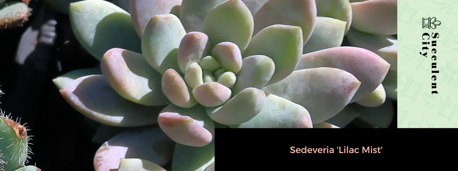 Sedeveria 'Lila Niebla' Sedeveria 'Lila Niebla'