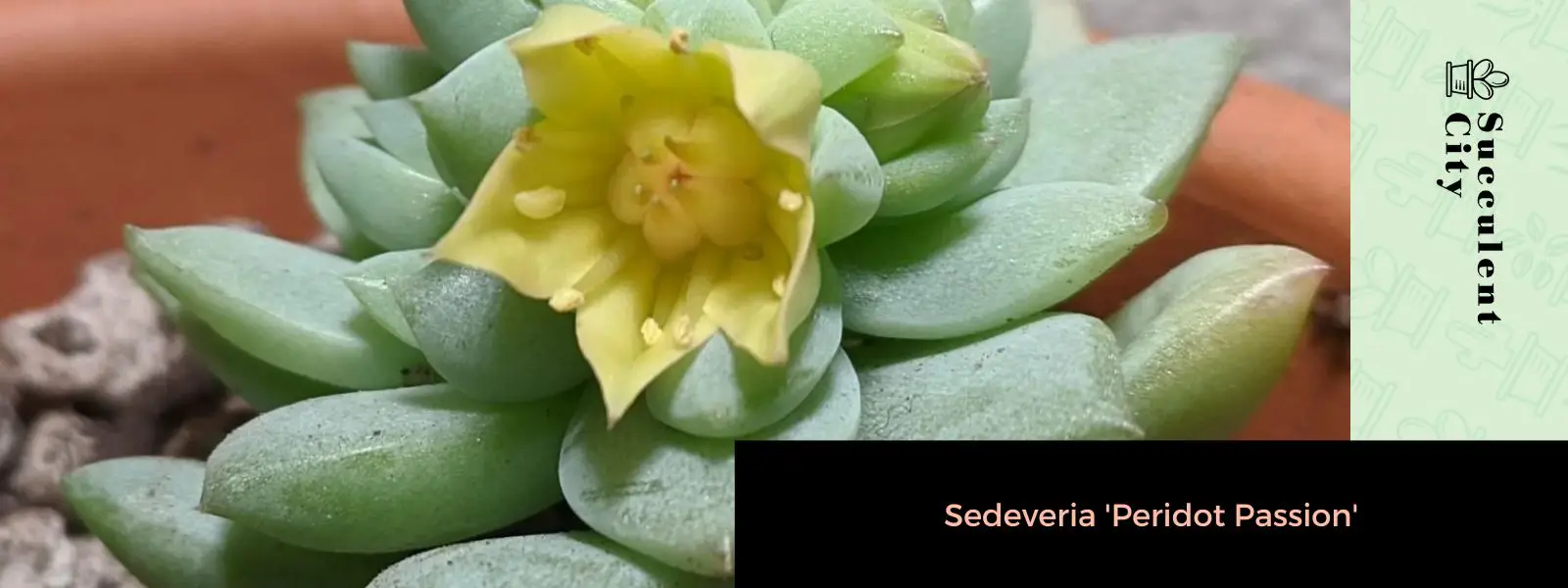 Sedeveria 'Peridoto Pasión' Sedeveria 'Peridoto Pasión'