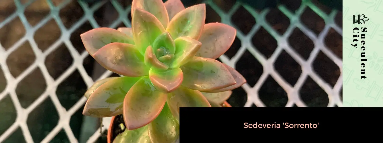 Sedevería 'Sorrento' Sedevería 'Sorrento'