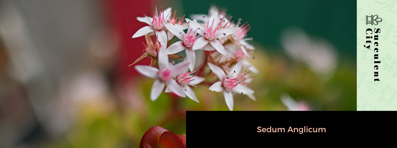 Sedum Anglicum (La planta "inglesa Stonecrop")