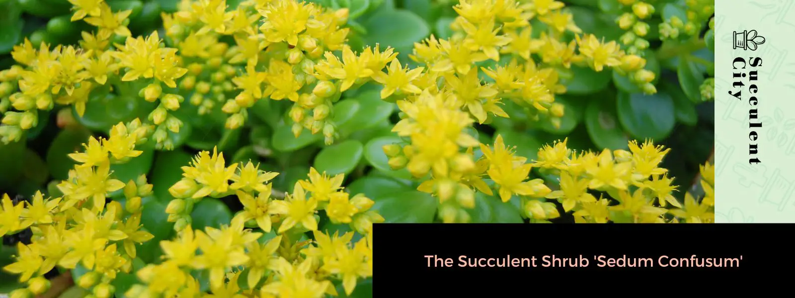 Sedum confusum Sedum confusum